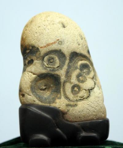 陶文祥收藏-规格：12★7★5cm
这一块石头的奇特之处在于：正面酷似熊掌，趾印分明，背面【图1】