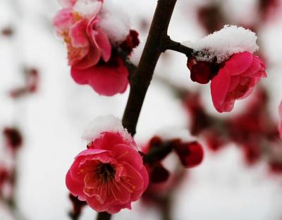 关惠宗日记-阿惠书法工作室一一春联《青山绿水风光好，红梅白雪气象新》
2018年最应景的一【图2】