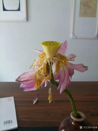 马晓薇日记-莲花静物写生画两幅，凋零的美，请欣赏【图1】