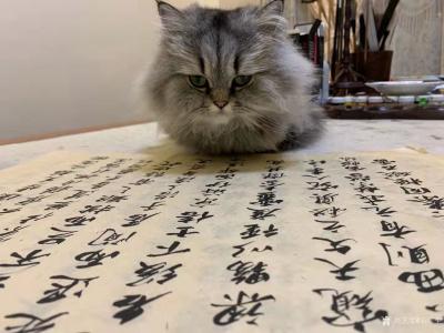 石广生日记-猫大师望着练字手稿端详了半天，默不作声，没有表态。看来是退步了。【图1】