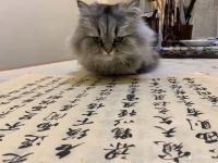 艺术家石广生日记:猫大师望着练字手稿端详了半天，默不作声，没有表态。看来是退步【图0】