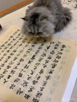 艺术家石广生日记:猫大师望着练字手稿端详了半天，默不作声，没有表态。看来是退步【图2】